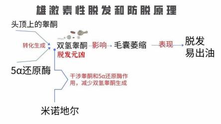 掉头发是什么原因？五大原因及解决方法揭秘