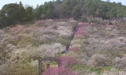 苏州新区香雪海：赏梅胜地，历史与自然风光共存