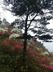 探访黄陂云雾山：武汉最高峰的美丽秘境