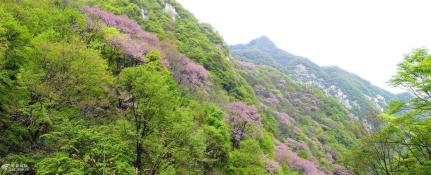 太平国家森林公园：瀑布与紫荆花的自然盛宴