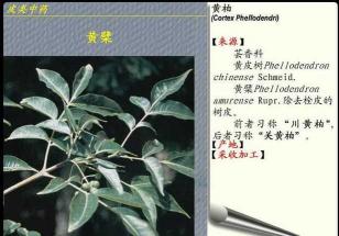 黄柏的作用与功效：抗菌降压，治疗多种疾病