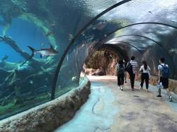 义乌海洋公园：探秘海洋生物奇妙世界，尽享休闲欢乐时光