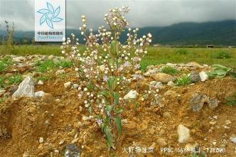 高獐牙菜：高原珍稀植物与藏药的双重瑰宝