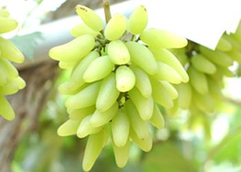 金手指葡萄：源自日本的杂交珍品，味美形态佳
