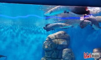 石家庄动物园海洋馆：探索海洋生物的奇妙世界