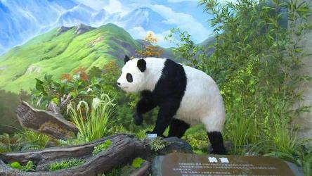 乐土雨林探秘：珍稀动植物的天堂，自然生态的宝藏