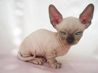动物世界中的秘密：探索锈斑猫的独特性行为