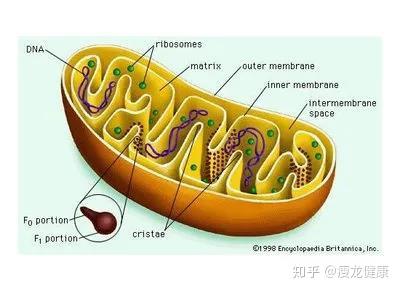 线粒体：细胞的能量工厂与钙离子调控中心